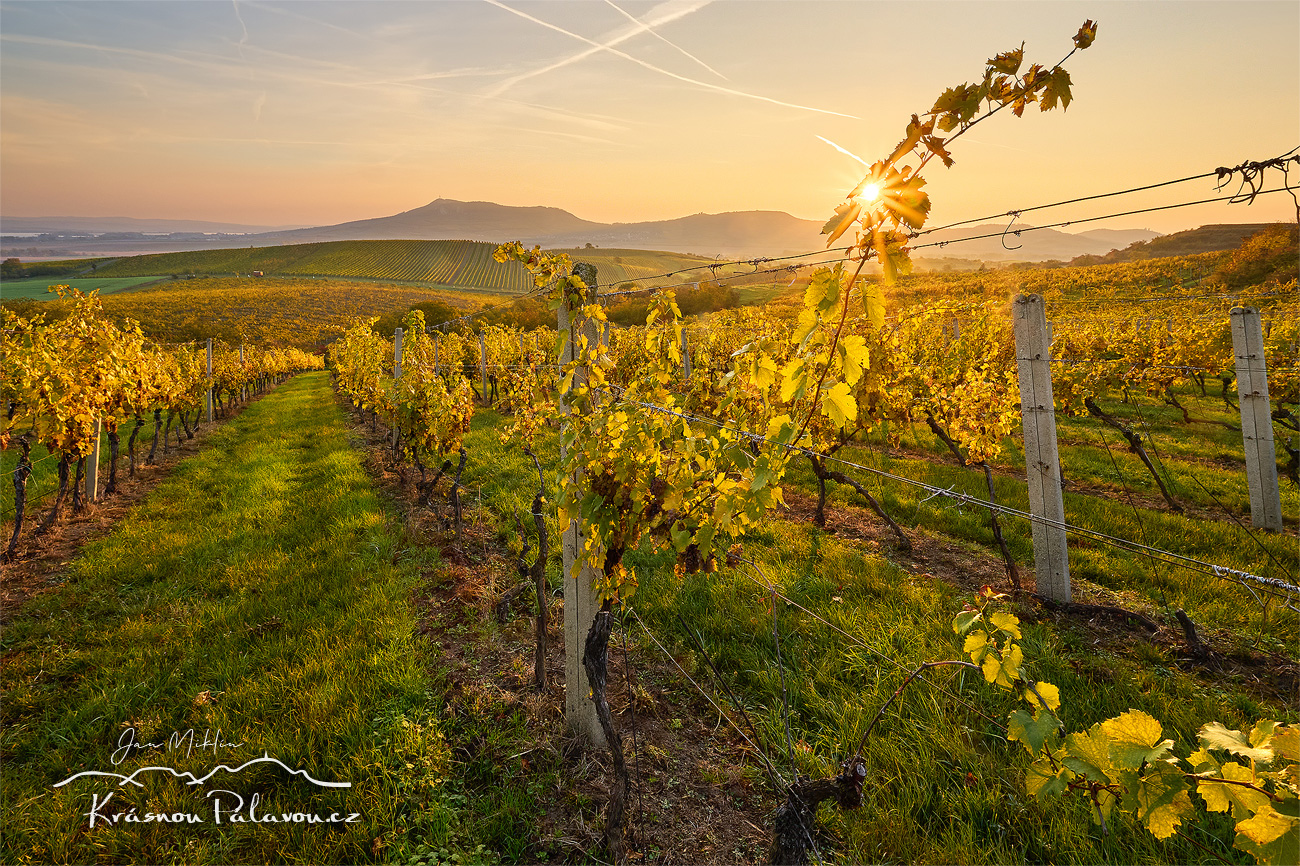 Východ slunce v Dunajovických vinicích