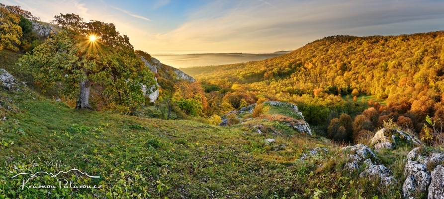 Erbovní dub panoramatický