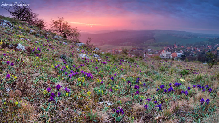 Kosatce nad Klentnicí