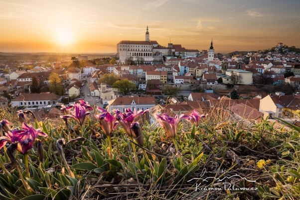 Kosatcový Mikulov