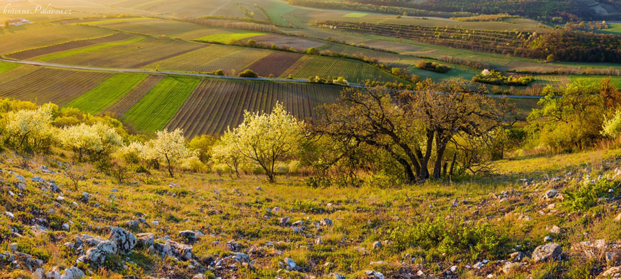 Mahalebkové panorama