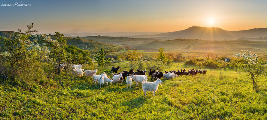 Ovce a kozy na Dunajkách