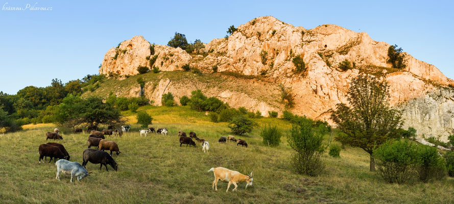 Ovce a kozy v Soutěsce