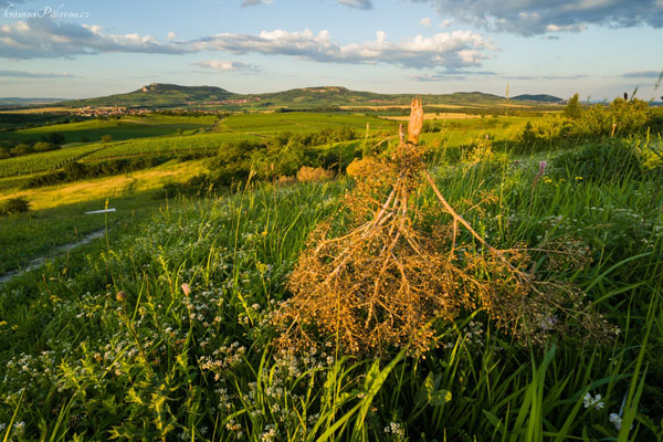 Stepní běžec