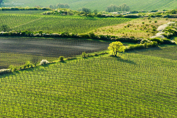Svěží zeleň ve vinicích