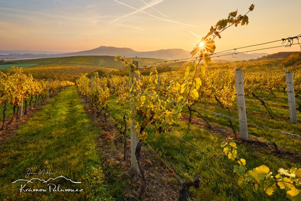 Východ slunce v Dunajovických vinicích